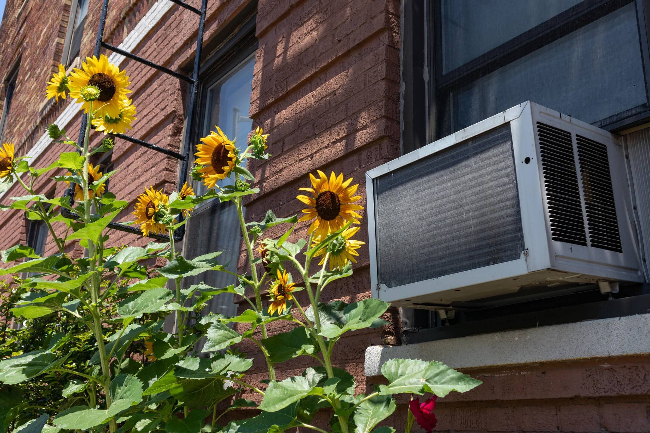 how to install window air conditioner-ac unit installed in an apartment building with sunflowers outside how to install window air conditioner-ac unit installed in an apartment building with sunflowers outside